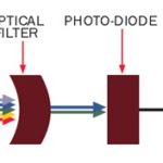 plasma_cell